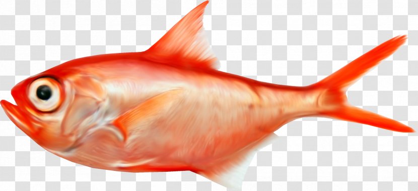 Splendid Alfonsino Fish Royal Gramma - Red Transparent PNG