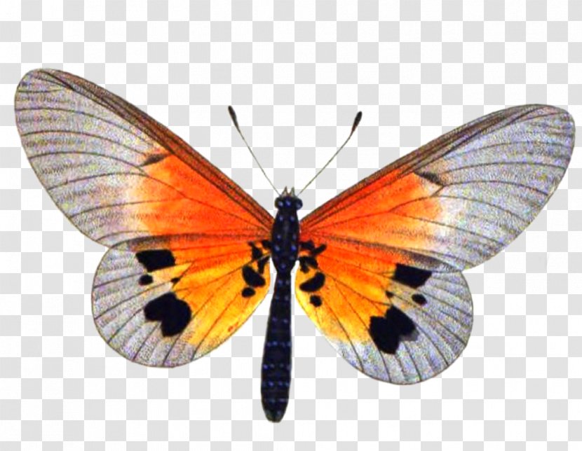 Butterfly Insect Clary Stock Photography - By - Buterfly Transparent PNG