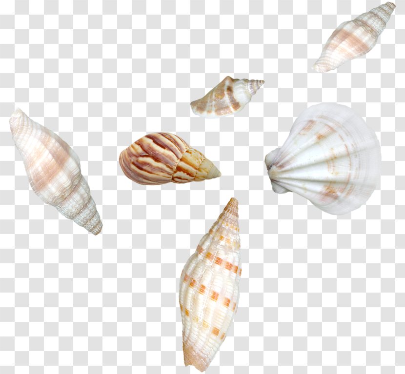 Cockle Clip Art Photography Sea - Seashell Download Transparent PNG