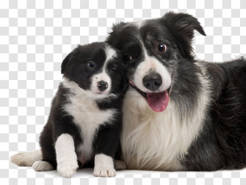 Border Collie Rough Smooth Puppy Old English Sheepdog Transparent PNG