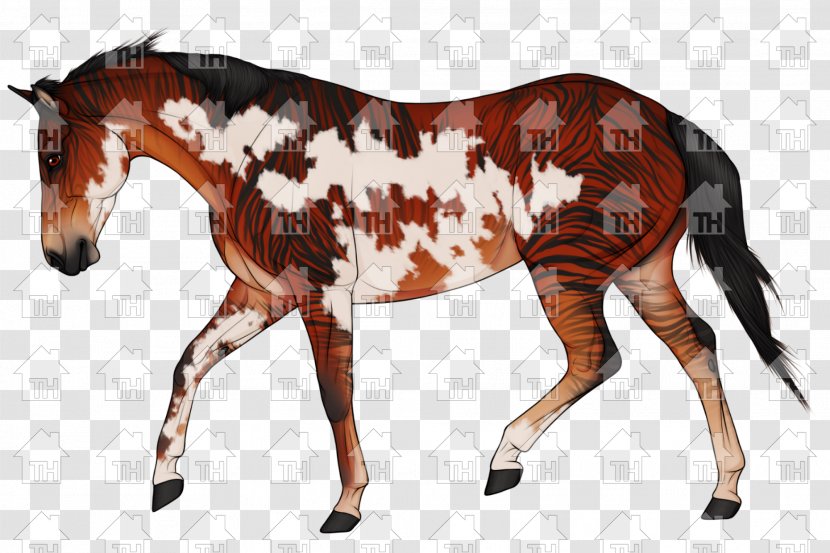 Mustang Mare Foal Stallion Halter - Horse Transparent PNG
