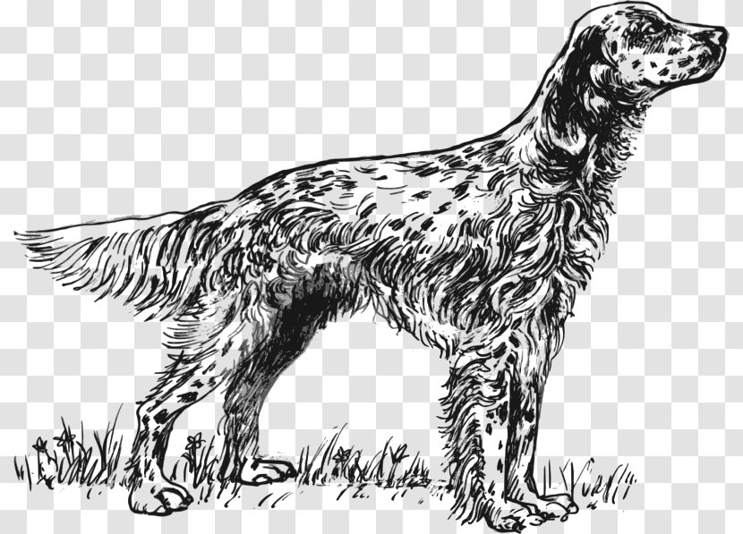 English Setter Irish Red And White - Tail - Spaniel Transparent PNG