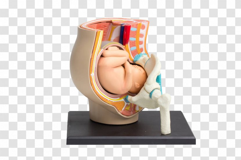 Infant Fetus Uterus Childbirth Ultrasonography - Flower - Show Embryo Model Transparent PNG