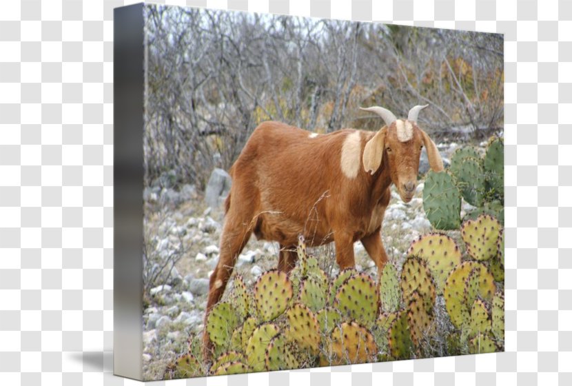 Cattle Goat Cleveland Browns Horn Pasture - Snout - Boer Transparent PNG