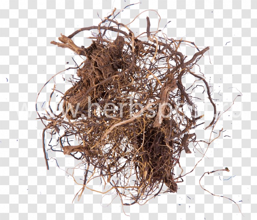 Maral Root Medicinal Plants Herbaceous Plant - Bird Nest Transparent PNG