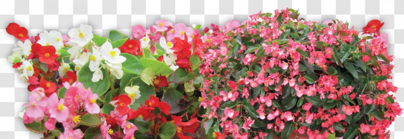 Cut Flowers Annual Plant Stem Pink M Plants - Flora - Begonia Foliage Transparent PNG