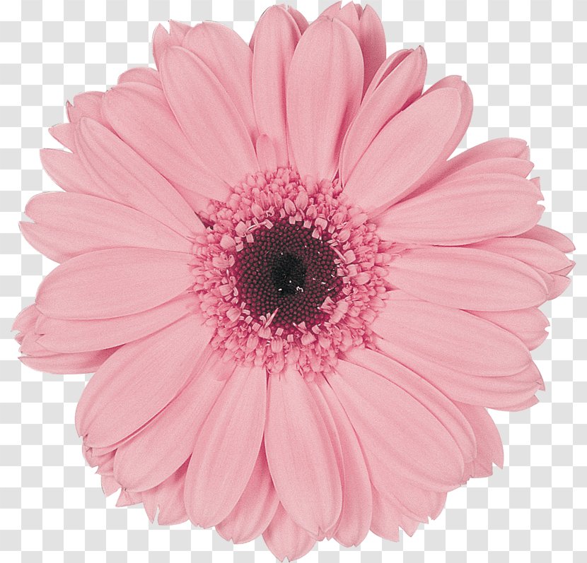 Transvaal Daisy Cut Flowers Wholesale Assortment Strategies - Color - Flower Transparent PNG