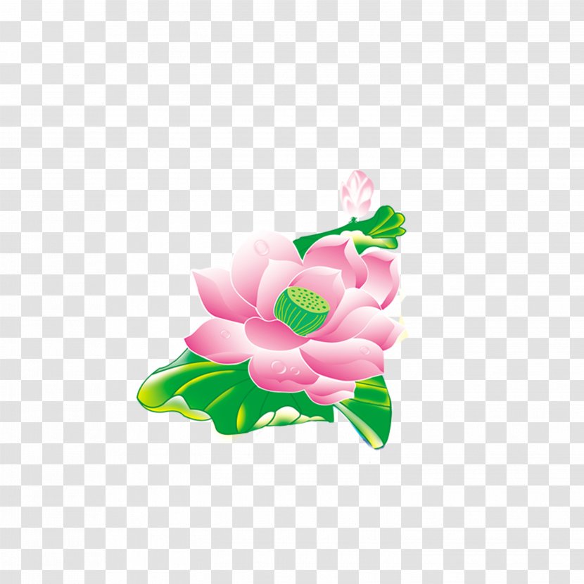 Flower - Plant - Lotus Transparent PNG