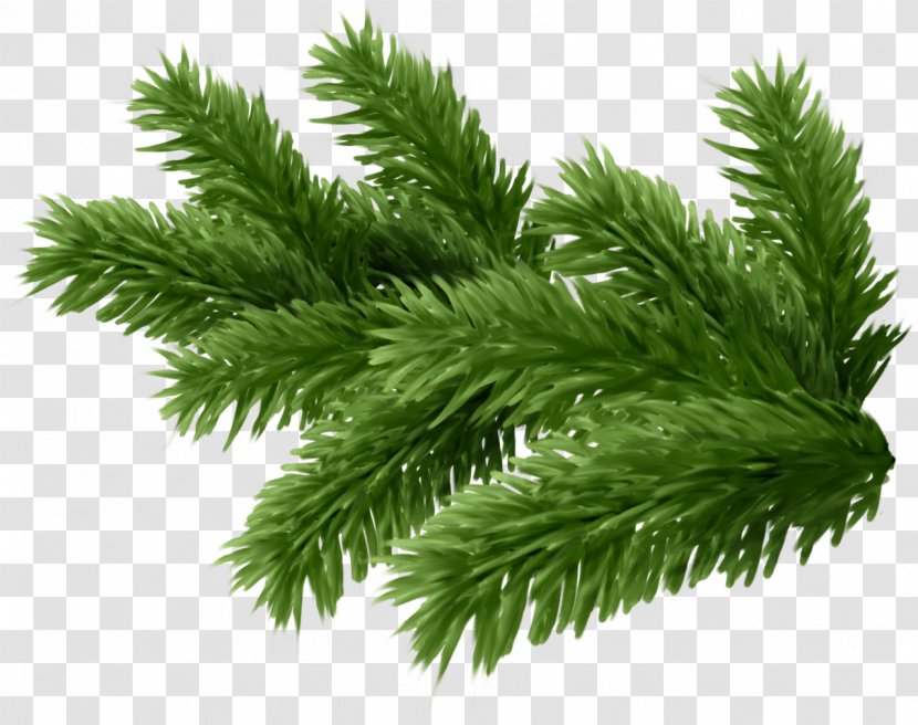 Twig New Year Tree Spruce Clip Art Transparent PNG
