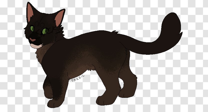 Korat Havana Brown Black Cat Whiskers Kitten - Nakhon Ratchasima - Cocoa Butter Transparent PNG