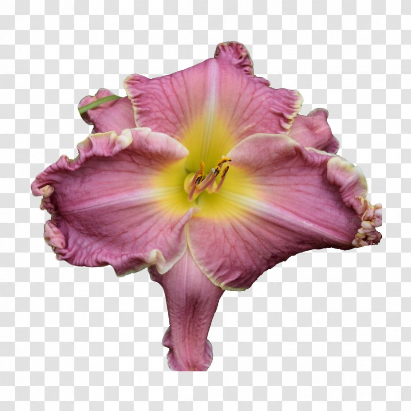 Pink Purple Petal Flower Violet - Daylily Morning Glory Transparent PNG