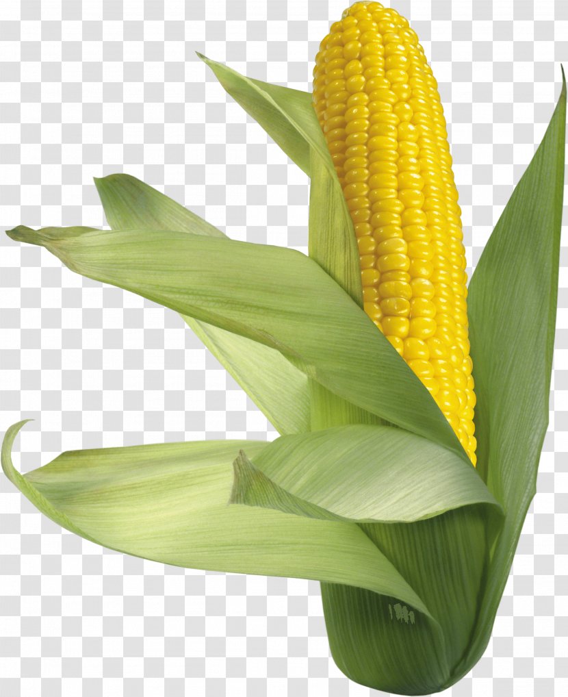 Corn On The Cob Maize Sweet - Commodity - Image Transparent PNG
