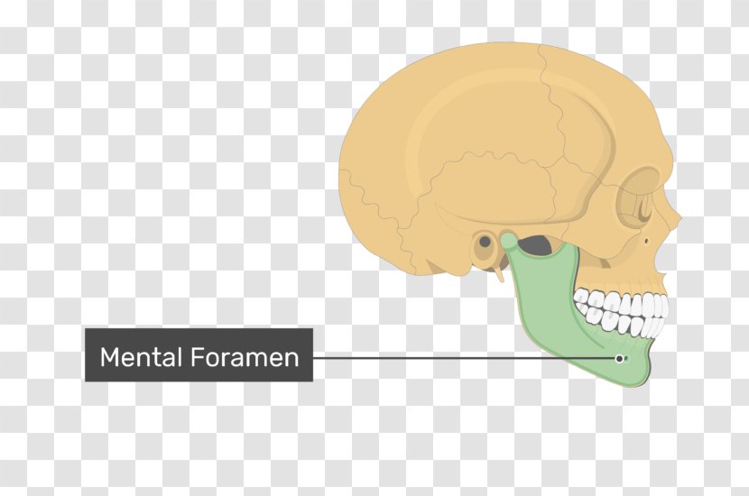Skull Mental Foramen Coronoid Process Of The Mandible Transparent PNG