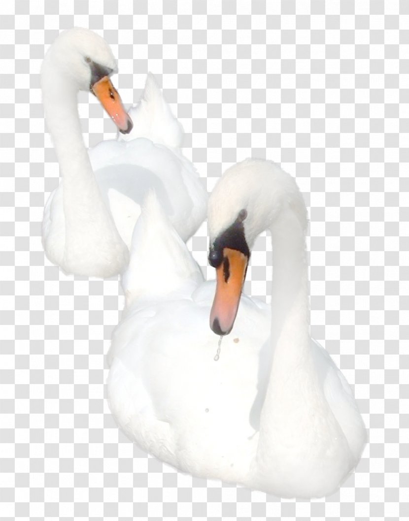 Cygnini Bird Goose Duck - Swan Transparent PNG