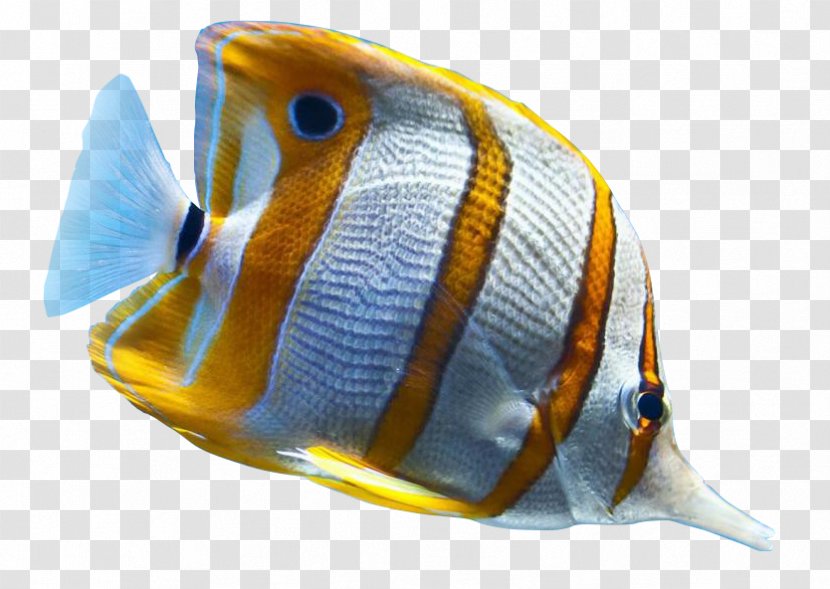Tropical Fish Ornamental Sea - Marine Mammal - Ikan Koi Transparent PNG