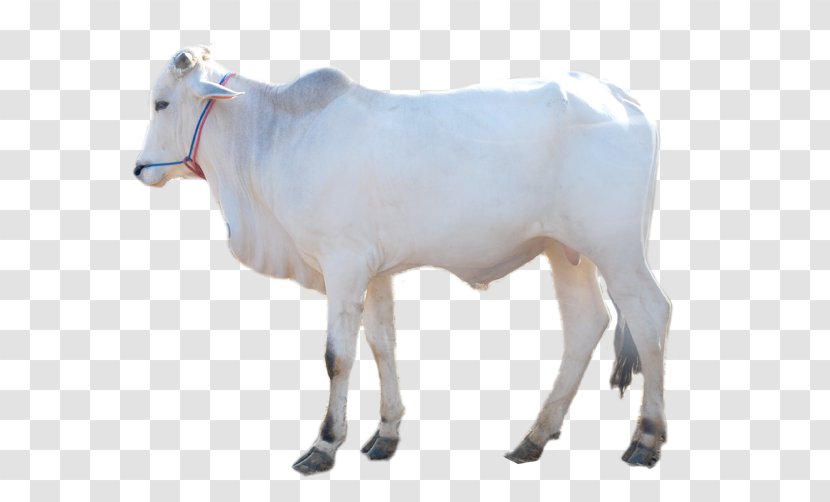 Dairy Cattle Boer Goat Brahman Taurine Calf - Like Mammal - Sheep Transparent PNG