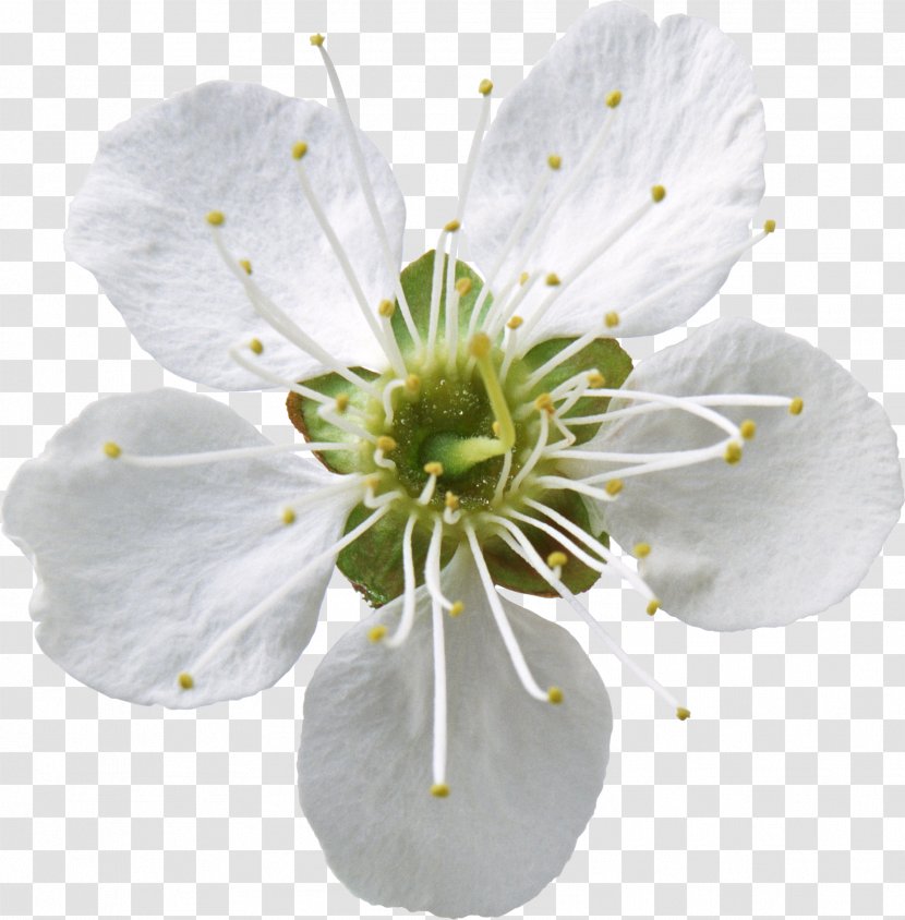 Apples Flower Floral Formula Clip Art - Information Transparent PNG