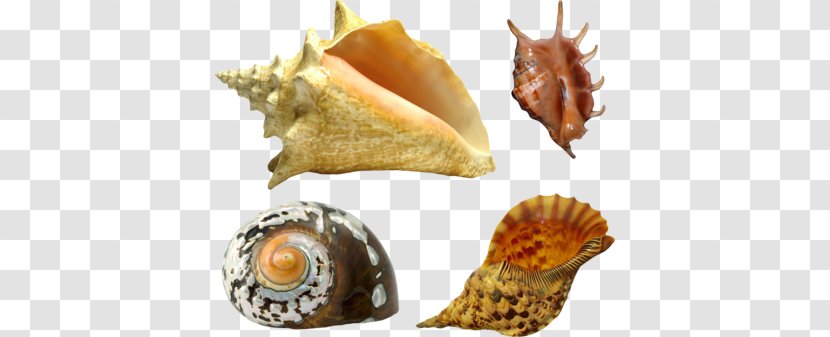Seashell Oyster Mollusc Shell Gastropod Transparent PNG