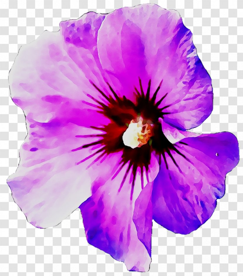 Pansy Annual Plant Herbaceous Rosemallows Plants - Flowering Transparent PNG