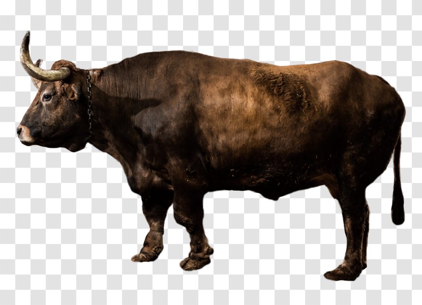 Ox Bovine - Beef - Horn Livestock Transparent PNG