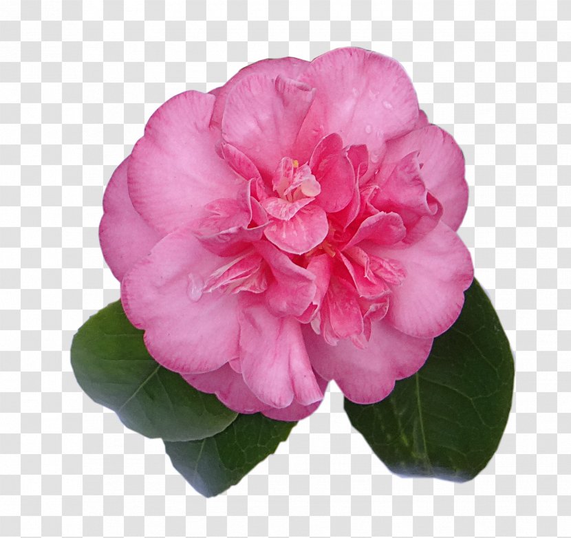 Digital Scrapbooking Embellishment Japanese Camellia - Annual Plant Transparent PNG
