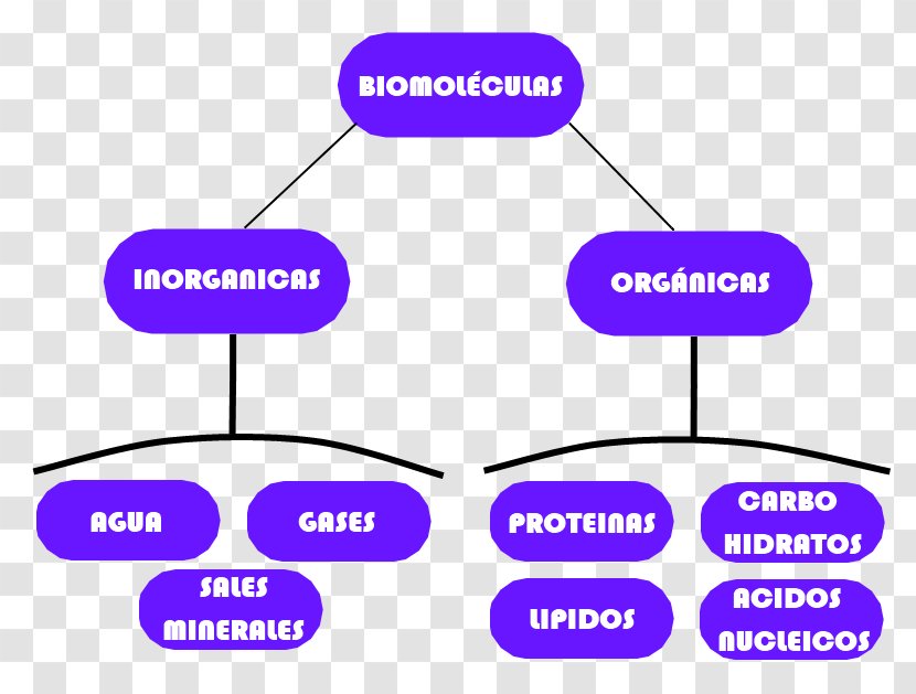 Biomolecule Chemistry Organism Life Beslenme - Communication - Diagram Transparent PNG