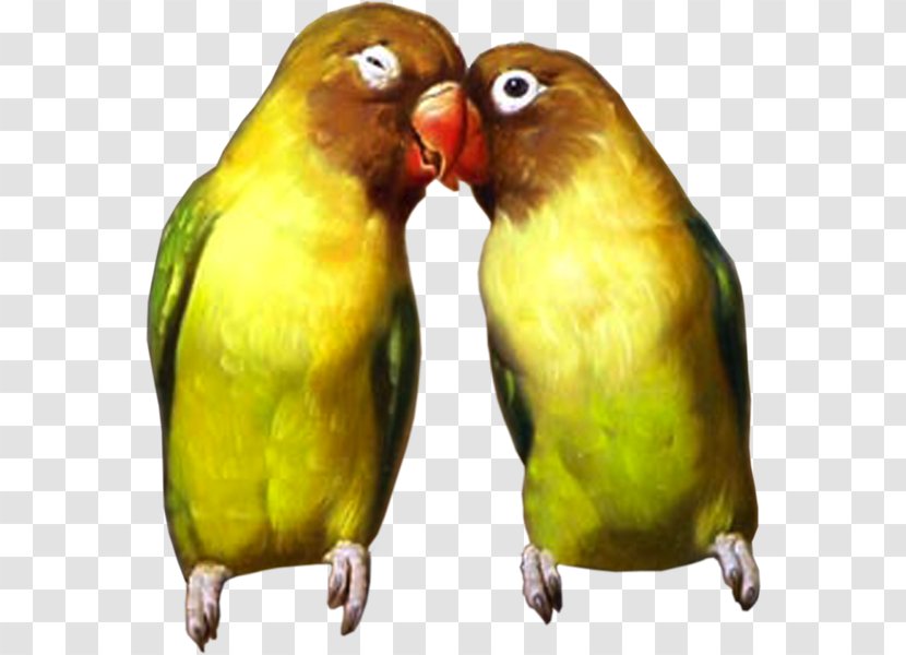 Budgerigar Lovebird Parakeet Cockatoo - Bird Transparent PNG