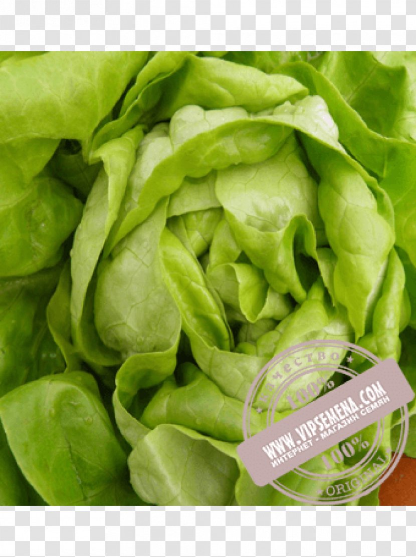 Vegetable Salad Greens Tarragon Butterhead Lettuce - Food Transparent PNG