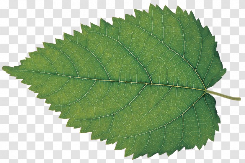 Leaf Silkworm White Mulberry Plant Bladnerv - Leaves Transparent PNG