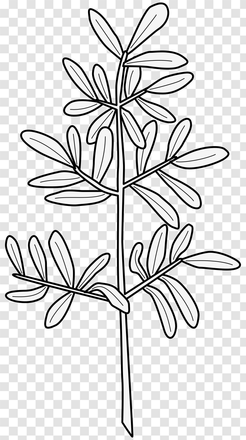 Twig Medicinal Plants Leaf Flower - Drawing Transparent PNG