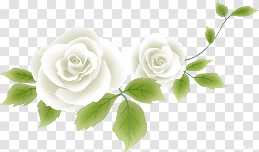 Flower Drawing Clip Art - Cut Flowers - White Rose Transparent PNG