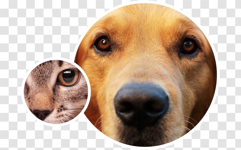 Animal Eye Care Dog Breed Face Transparent PNG