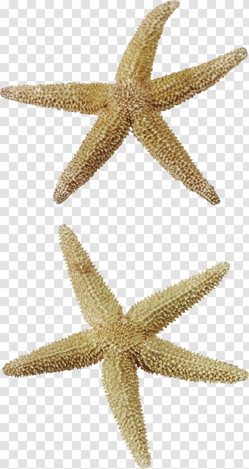 Starfish Clip Art - Photography - Creative Transparent PNG