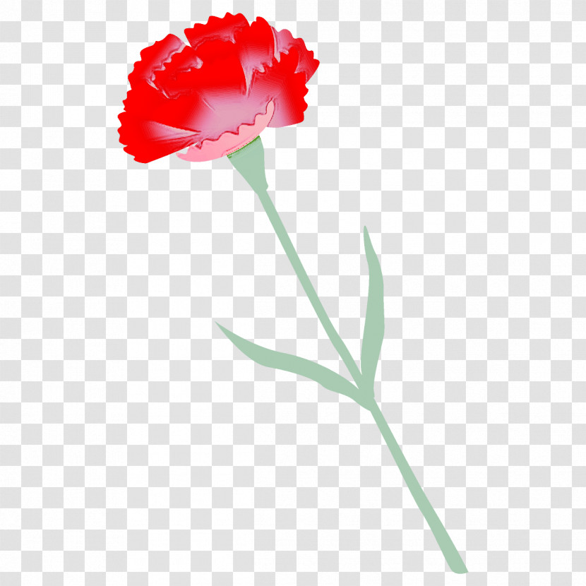 Carnation Flower Transparent PNG