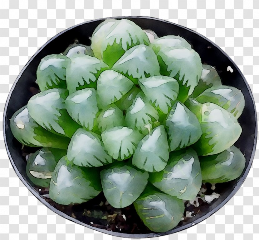 Cruciferous Vegetables Cabbage Asian Cuisine Mustards Food - Plant - Flower Transparent PNG