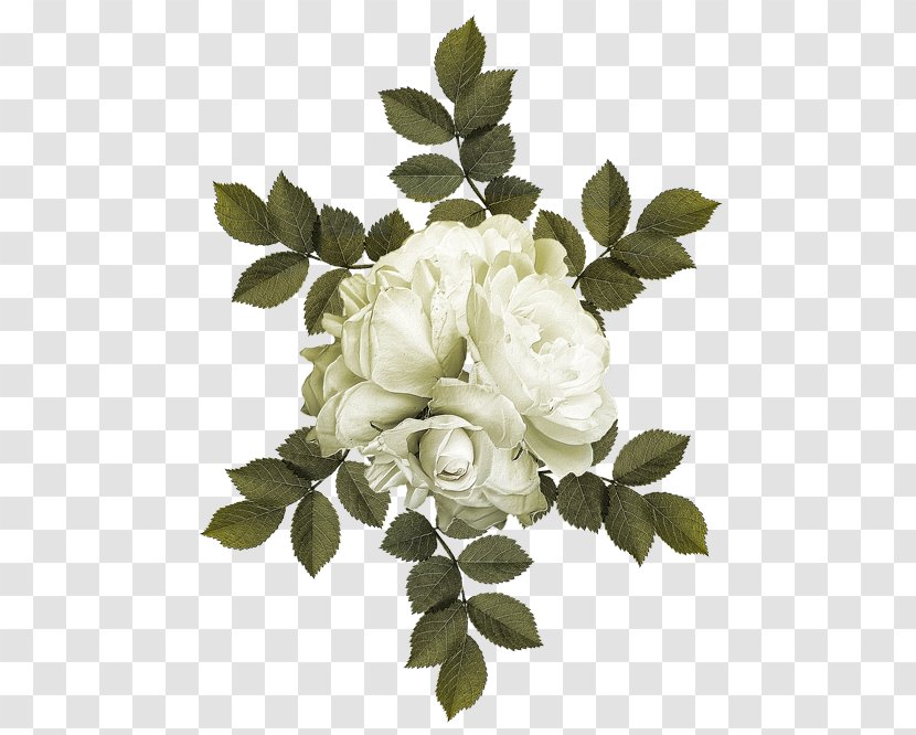 Garden Roses Cabbage Rose Flower - Order Transparent PNG