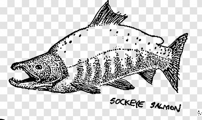 Sushi Sockeye Salmon Drawing (color) - Wildlife Transparent PNG