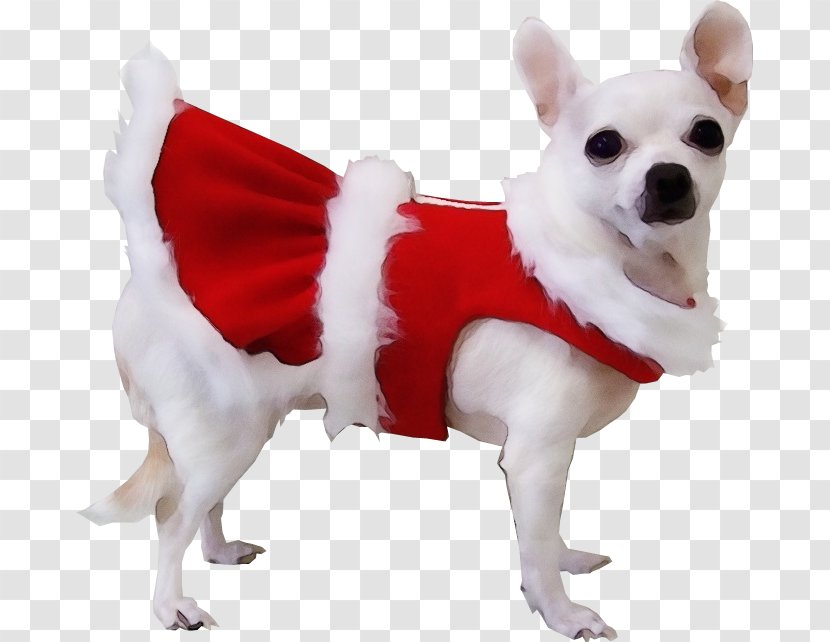French Bulldog - Costume Transparent PNG