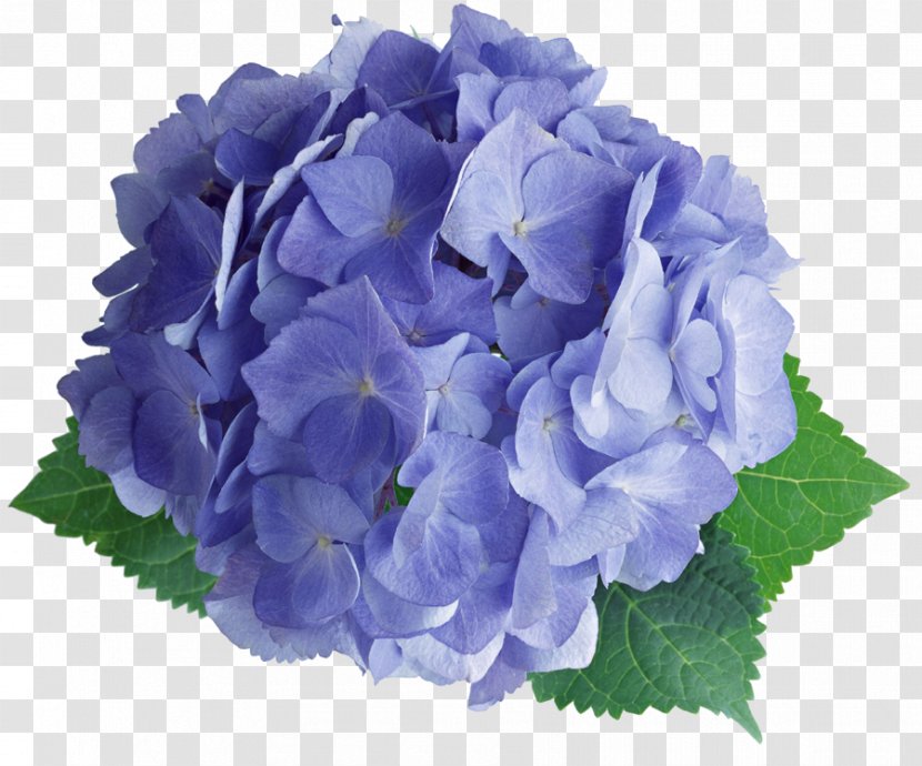 French Hydrangea Stock Photography Image - Plant - Violet Transparent PNG