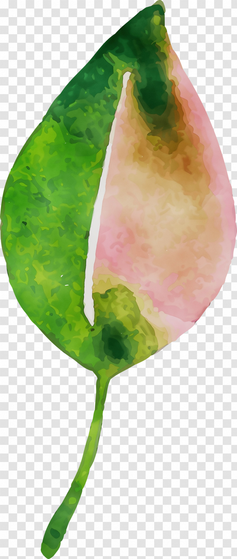 Plant Stem Leaf Fruit Plants Science Transparent PNG