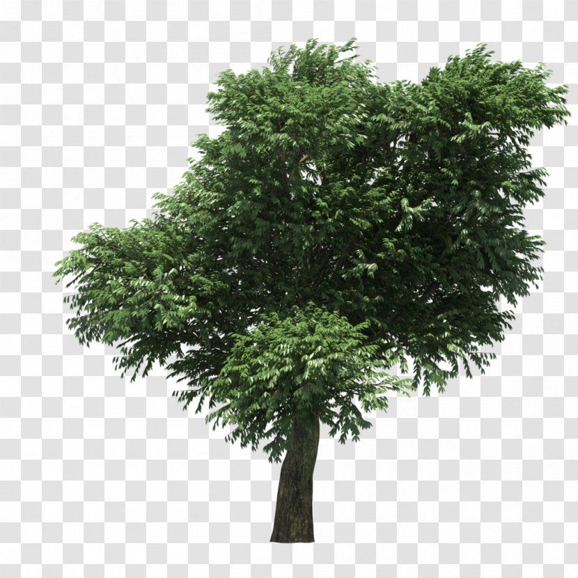 Arbutus Menziesii Strawberry Tree 3D Modeling Computer Graphics - Shrub - Plan Transparent PNG