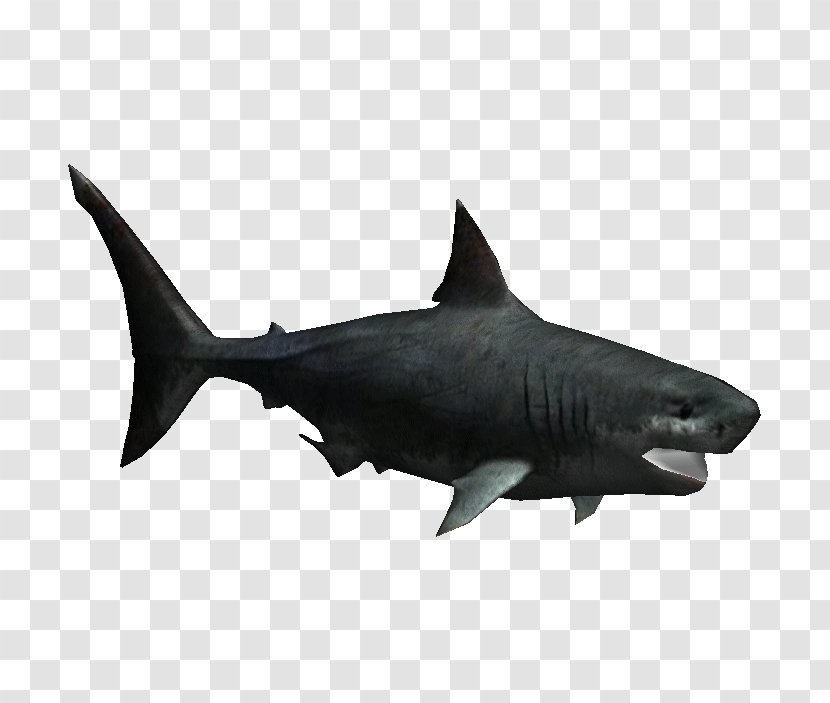 Megalodon Great White Shark Fish Zoo Tycoon 2 Chondrichthyes - Lamniformes - Sharks Transparent PNG