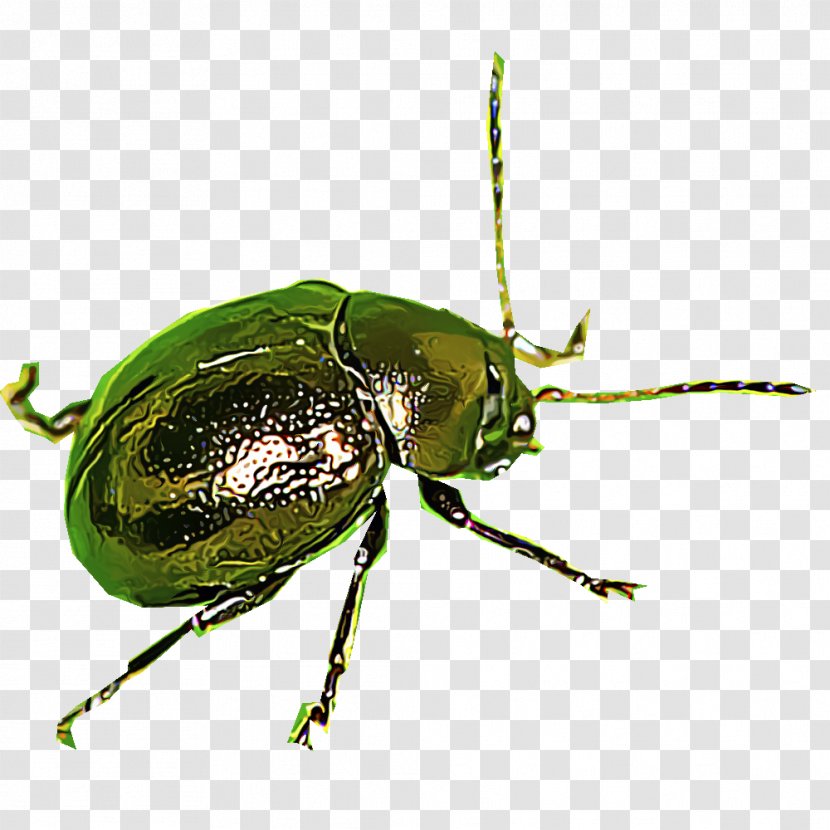 Leaf Beetles Scarabs Dung Beetle Ground - Insect Identification Transparent PNG
