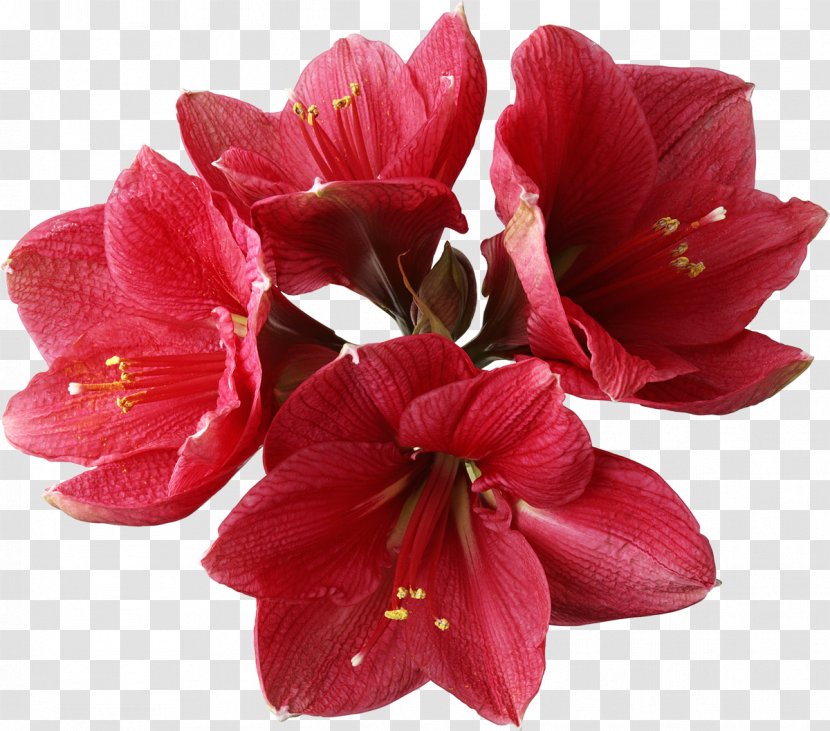 Amaryllis Flower Lilium Clip Art - Flowers Transparent PNG