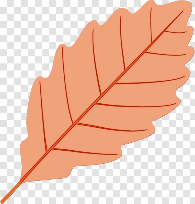 Orange - Paint - Beech Flower Transparent PNG