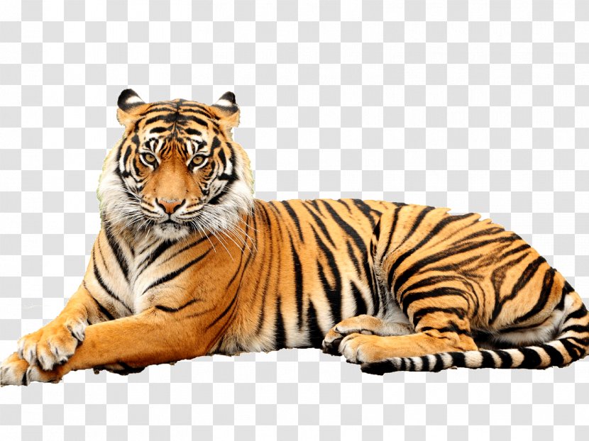 United States Lion Paper Bengal Tiger ROLJACK ASIA LIMITED - Carnivoran Transparent PNG