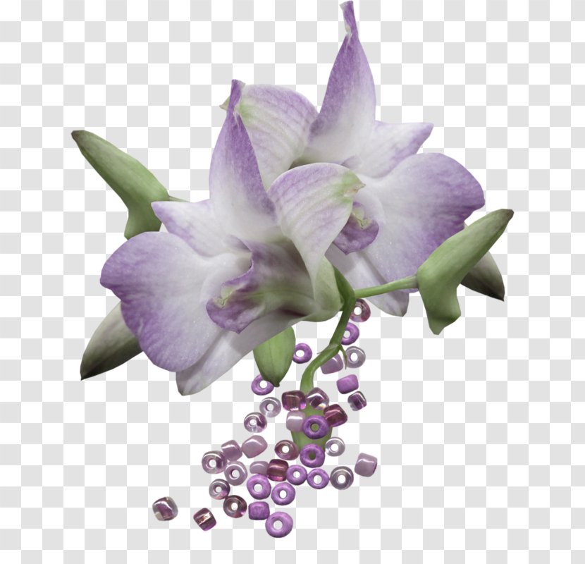 Dendrobium Flower Clip Art - Animaatio Transparent PNG