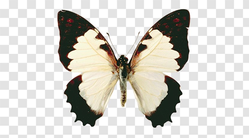 Butterfly Gossamer-winged Butterflies Moth Pieridae Clip Art - Invertebrate Transparent PNG