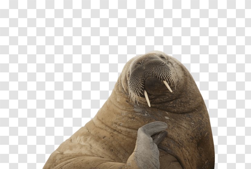 Sea Lion Walrus Arctic Animal Level Rise - Seals Transparent PNG