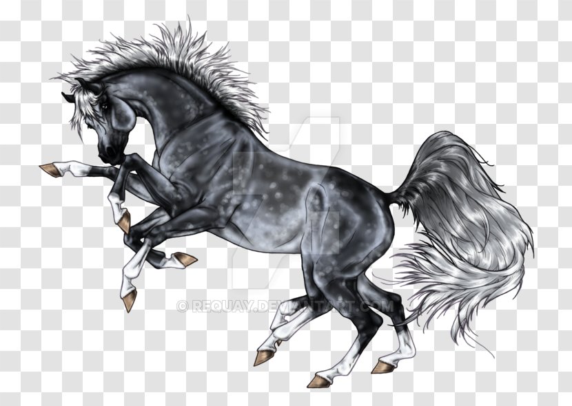 Drawing Odin Horse Sleipnir Loki - Mane Transparent PNG